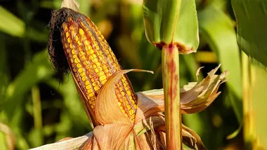 Зображення Watts Up With That？