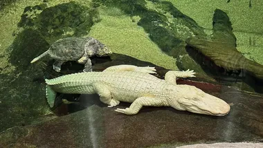 Зображення Yahoo