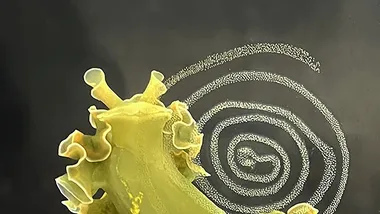 Зображення Scientific American