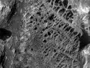 Марсохід Curiosity знайшов сітчасті утворення на Марсі