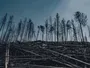 Тунгуська катастрофа 1908 року: чому вибух не залишив кратера