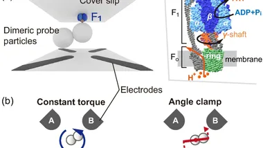 Зображення phys.org