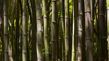 Ілюстративне зображення Freepik