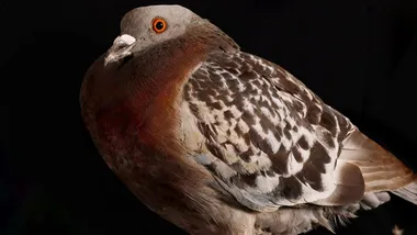 Зображення NYT