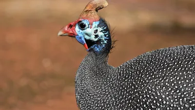 Ілюстративне зображення Freepik