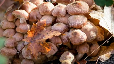 Зображення discoverwildlife.com