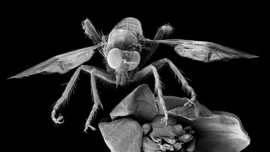 Зображення New Scientist