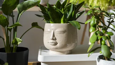 Ілюстративне зображення Freepik