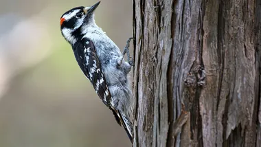 Зображення scientificamerican.com