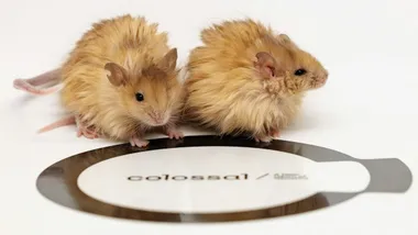 Зображення Colossal Biosciences/The Conversation