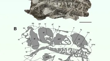 Зображення Sci.News