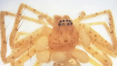 Зображення ZME Science