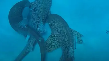 Зображення ZME Science