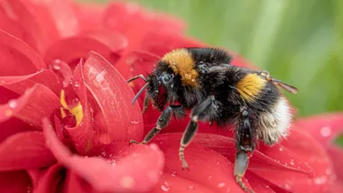 Зображення Sci.News