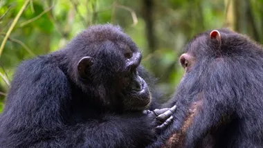 Зображення Sci.News