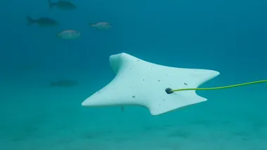 Зображення ZME Science