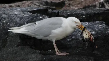 Фото pernatidruzi