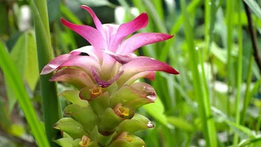 Зображення NSF