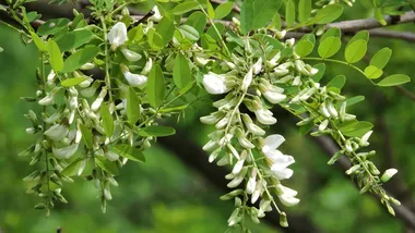 Зображення ZME Science