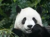 Чому панди обрали бамбук замість м’яса