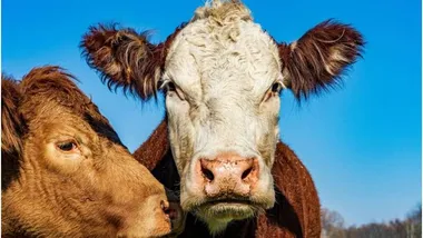 Ілюстративне зображення Unsplash