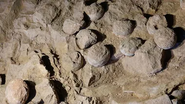 Зображення The Daily Galaxy