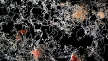 Зображення ZME Science