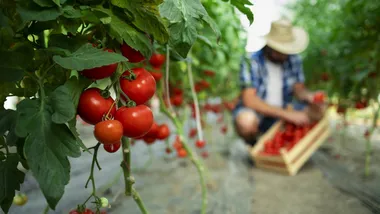 Ілюстративне зображення Freepik