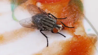 Ілюстративне зображення Freepik