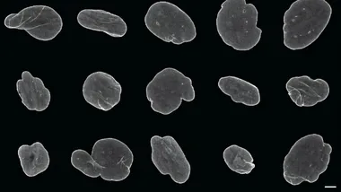 Зображення Phys