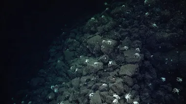 Зображення The Daily Galaxy