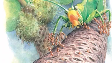 Зображення discoverwildlife.com