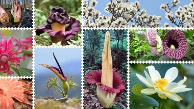 Зображення Knowable Magazine