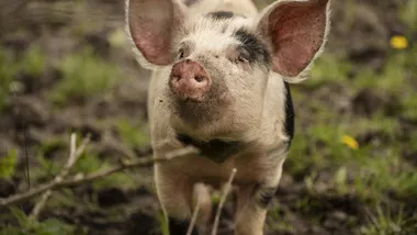 Ілюстративне зображення Freepik