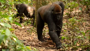 Ілюстративне зображення Guilhem Duvot