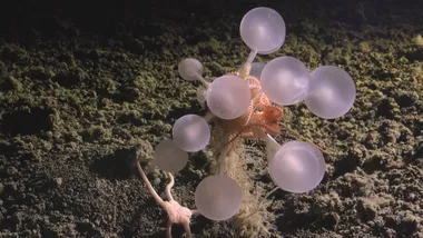 Зображення goodnewsnetwork.org