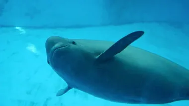 Зображення ScienceBlog