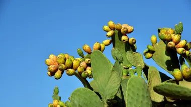 Зображення Phys