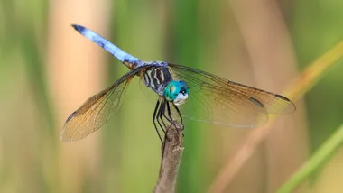 Зображення NYT