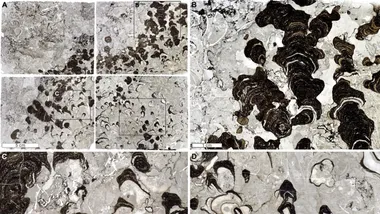 Зображення Chinese Academy of Sciences