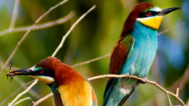 Зображення Sci.News