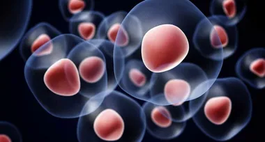 Учені досліджують можливість створювати стовбурові клітини з менструальної крові