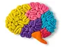 Мозок використовує окремі ділянки для різних типів пластичності