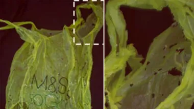 Зображення Sci.News