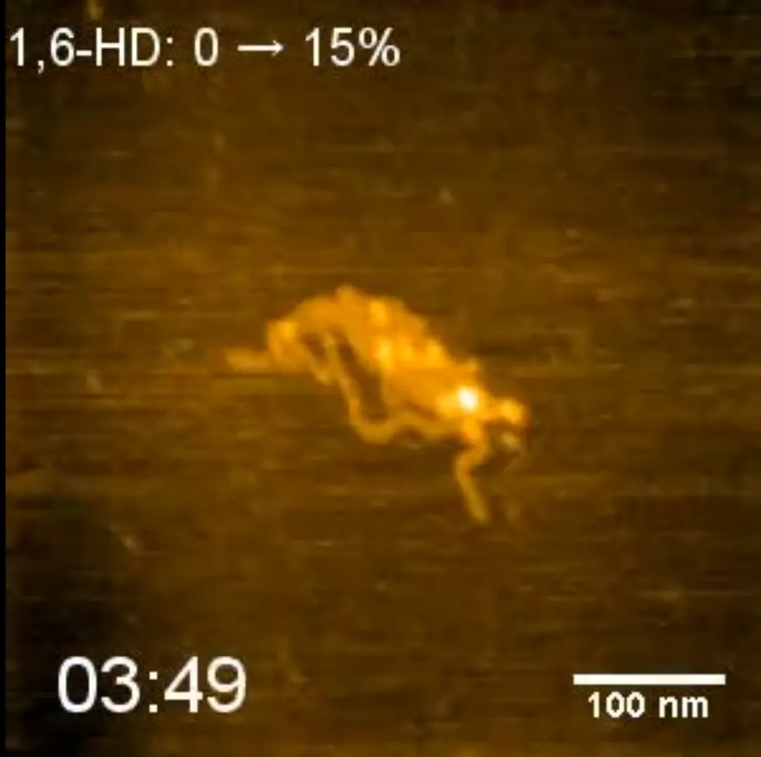 Сканування в реальному часі агрегату PRM-ДНК та обмін на розчин 1,6-HD, який спостерігали за допомогою HS-AFM. Область сканування, 500 нм × 500 нм, була знята з розміром 150 × 150 пікселів зі швидкістю 1 секунда на кадр (масштабна лінійка: 100 нм).