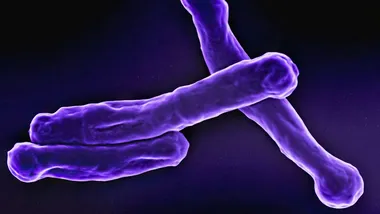 Фото National Institute of Allergy and Infectious Diseases