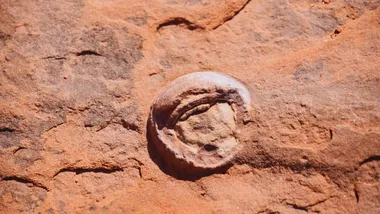 Зображення dailygalaxy.com