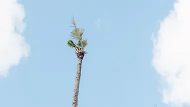 Зображення NYT