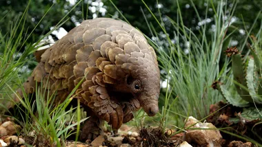 Зображення NYT