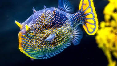 Зображення NYT